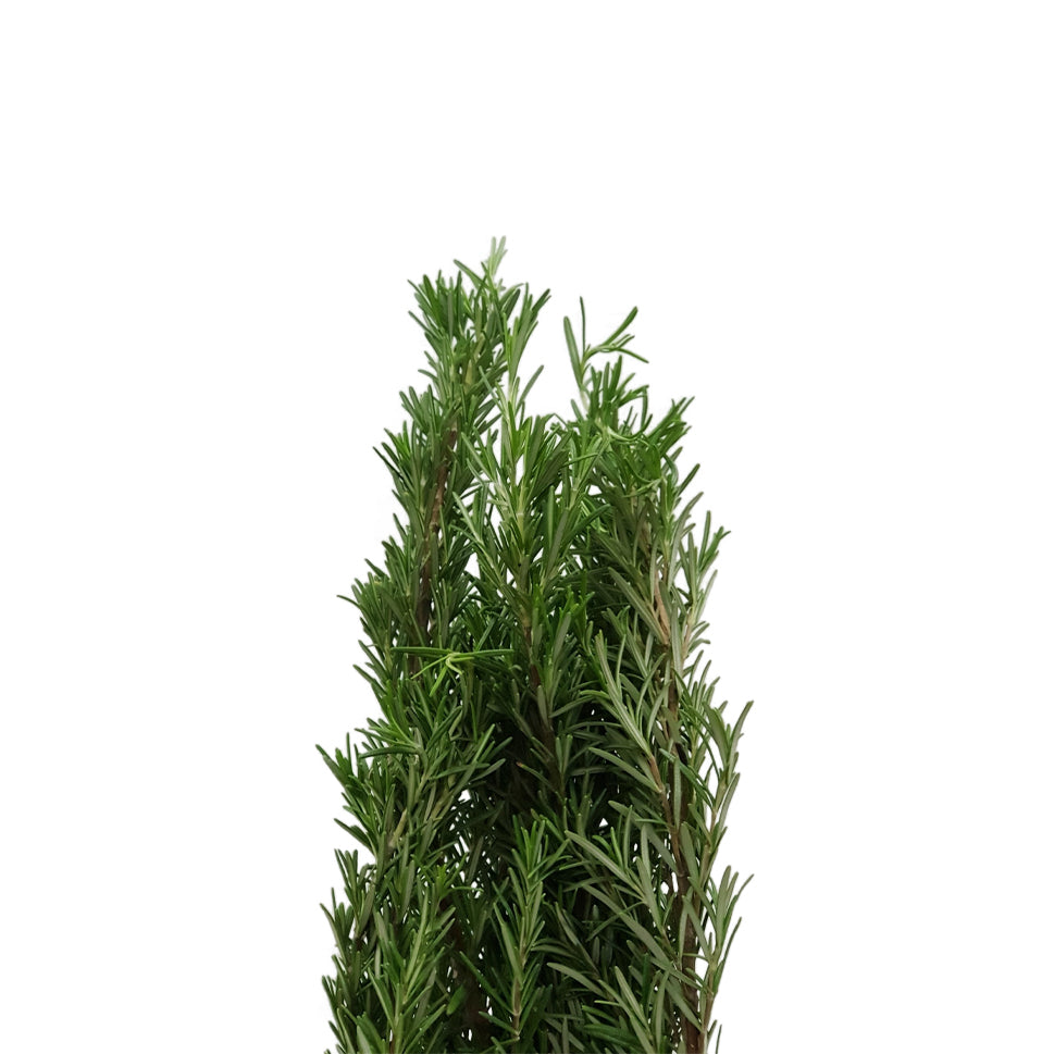Rosemary - Italy