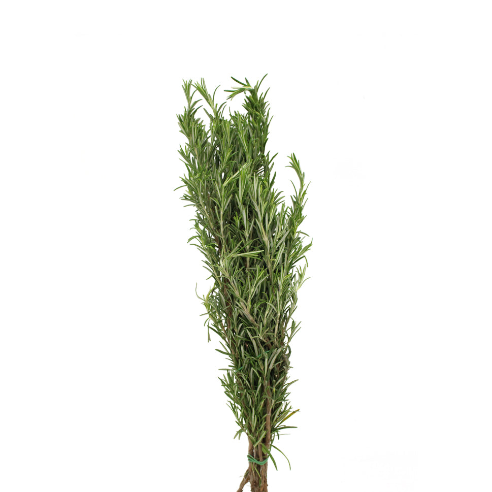Rosemary - Italy