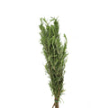 Rosemary - Italy