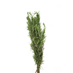 Rosemary - Italy