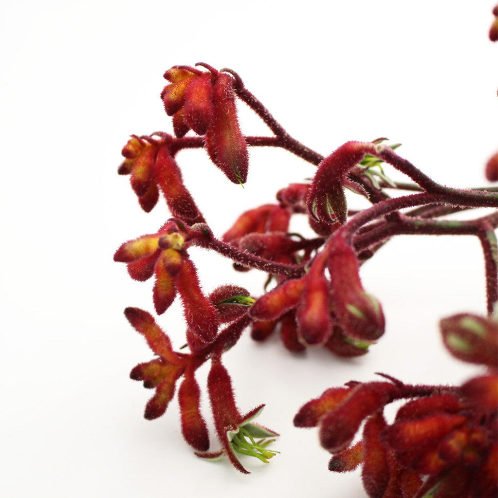 Anigozanthos (Kangaroo Paw) - Holland