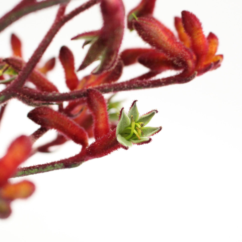 Anigozanthos (Kangaroo Paw) - Holland