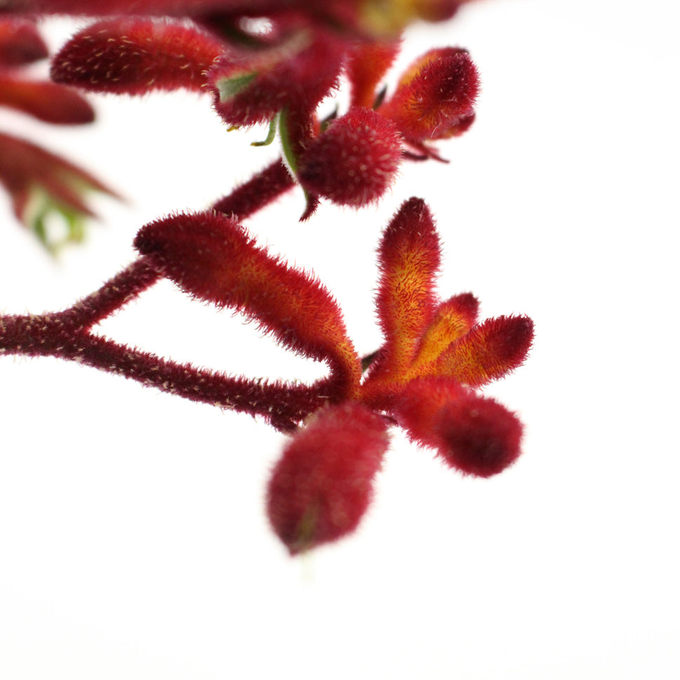 Anigozanthos (Kangaroo Paw) - Holland