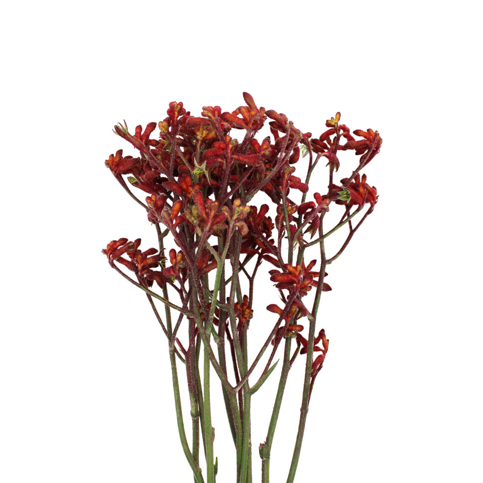 Anigozanthos (Kangaroo Paw) - Holland