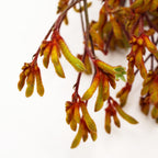 Anigozanthos (Kangaroo Paw) - Holland