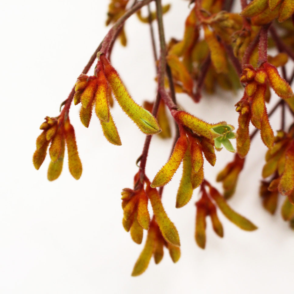 Anigozanthos (Kangaroo Paw) - Holland