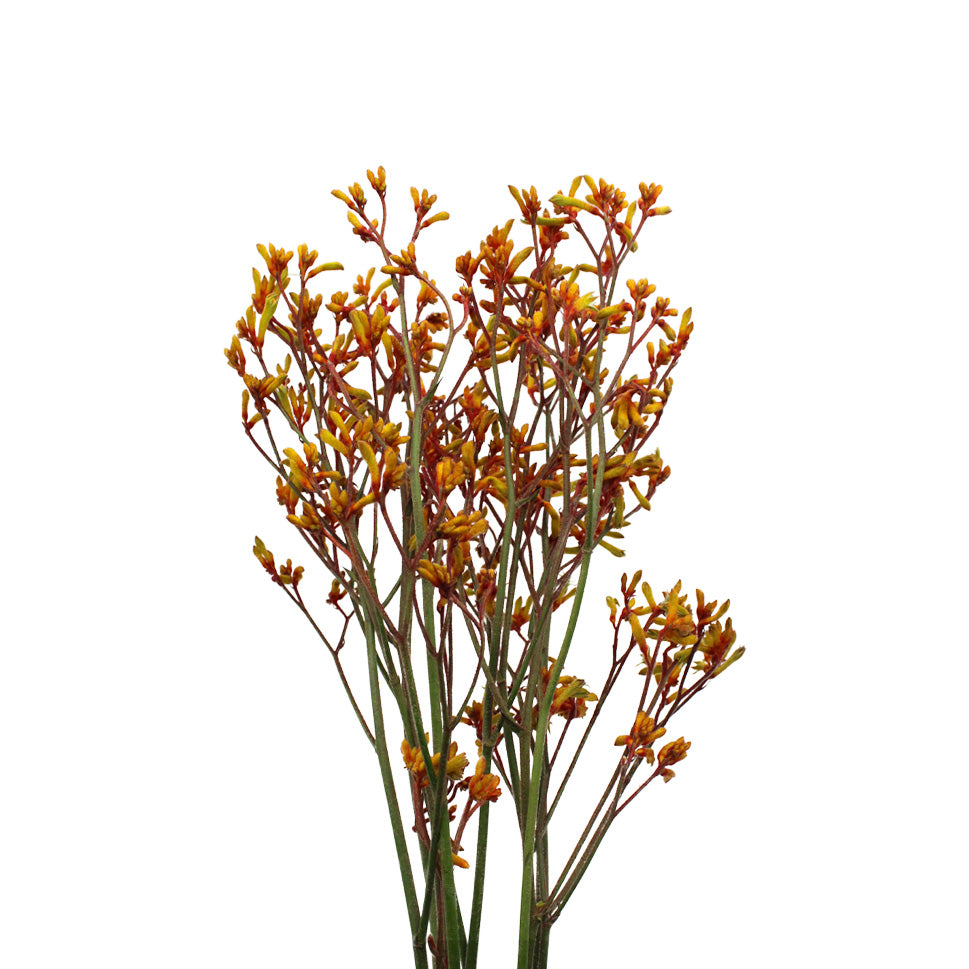 Anigozanthos (Kangaroo Paw) - Holland