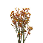 Anigozanthos (Kangaroo Paw) - Holland