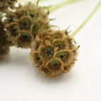 Scabiosa Stellata - Holland