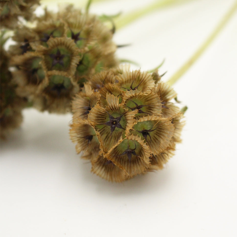 Scabiosa Stellata - Holland