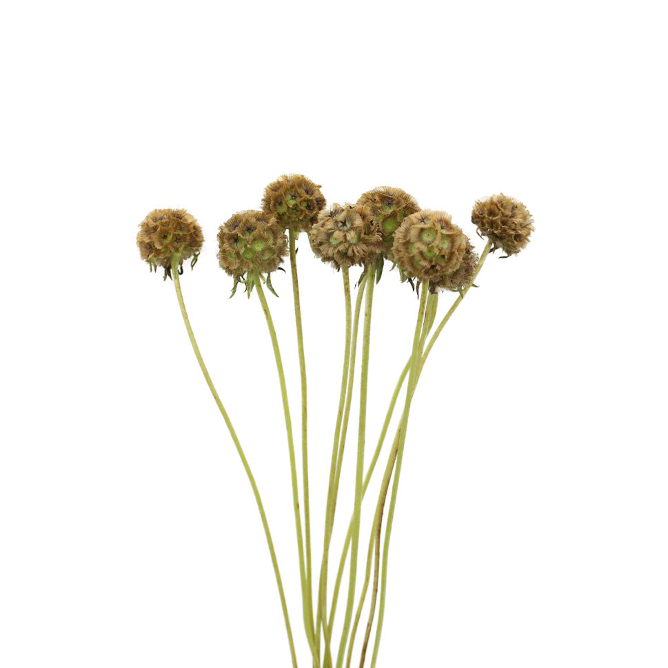 Scabiosa Stellata - Holland