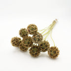 Scabiosa Stellata - Holland