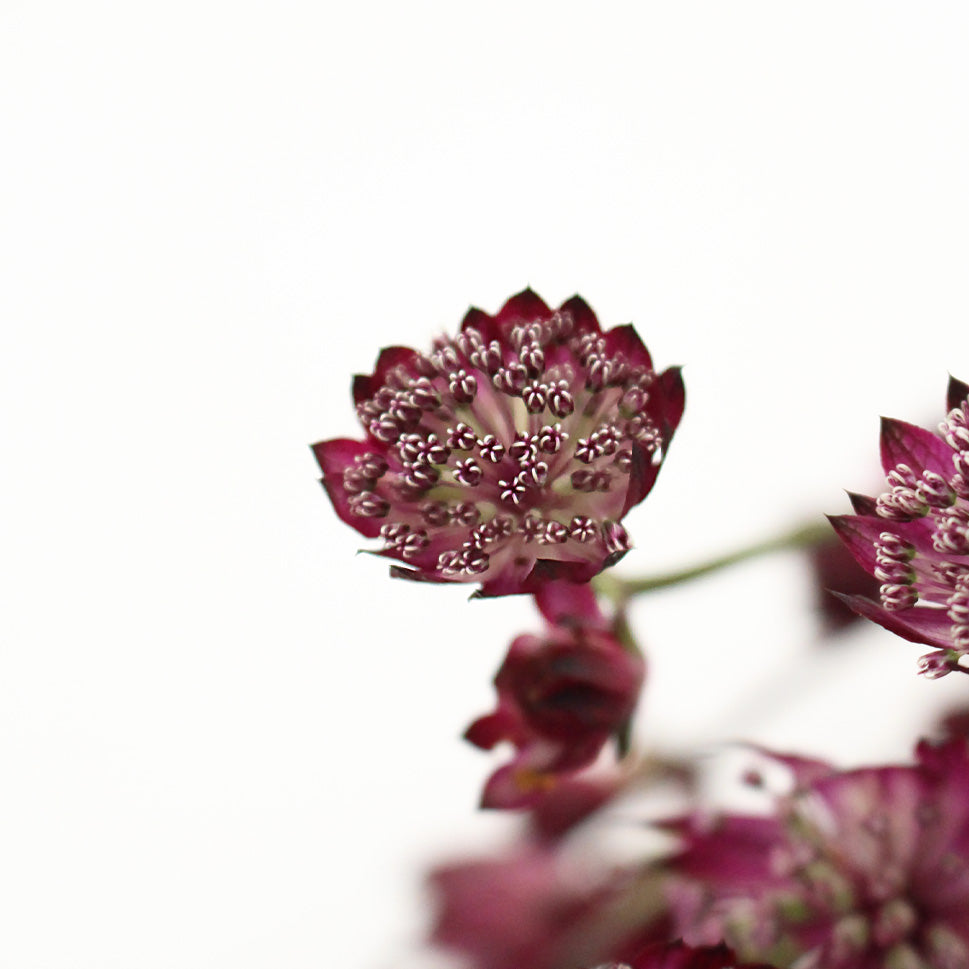 Astrantia - Holland
