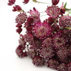 Astrantia - Holland