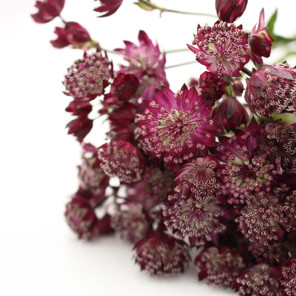 Astrantia - Holland