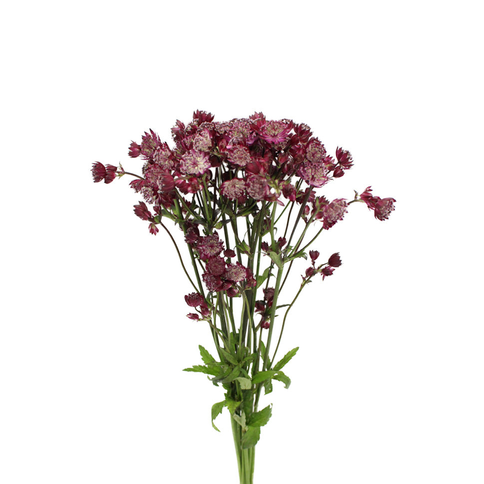 Astrantia - Holland