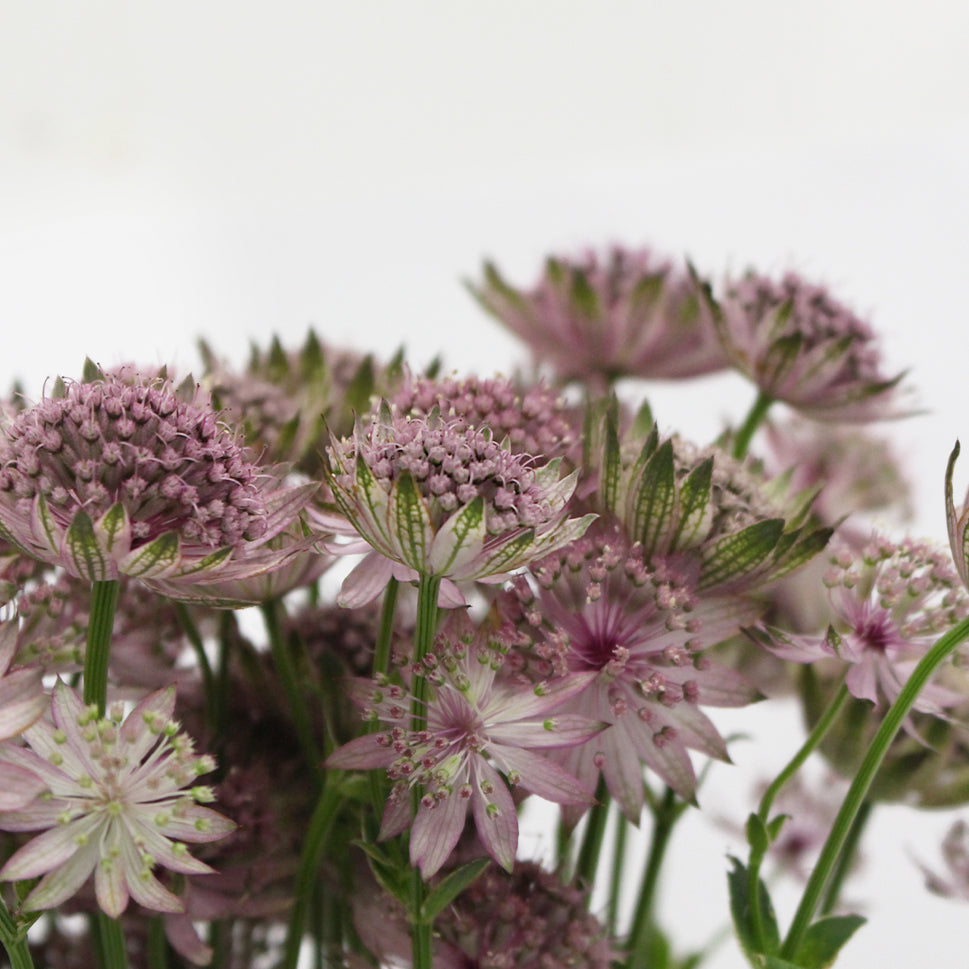 Astrantia - Holland