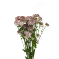 Astrantia - Holland