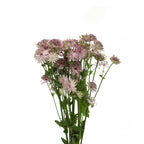 Astrantia - Holland