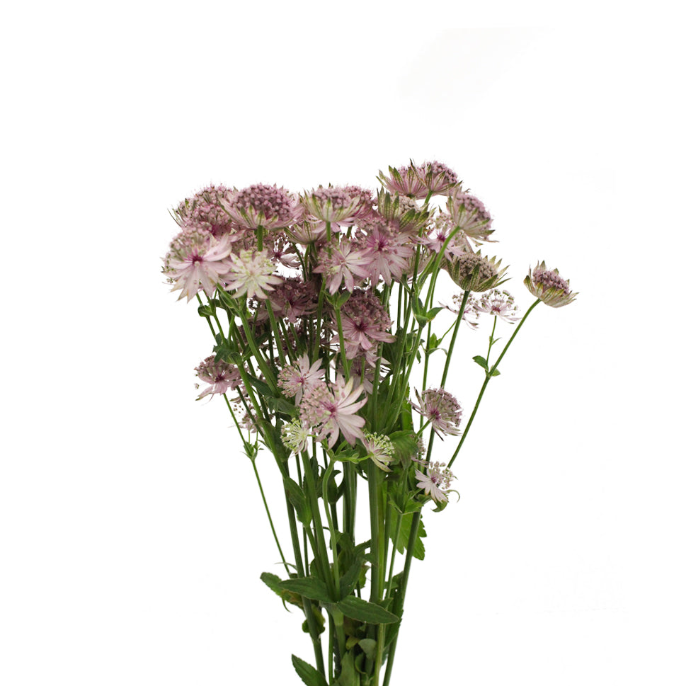 Astrantia - Holland