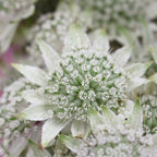 Astrantia - Holland
