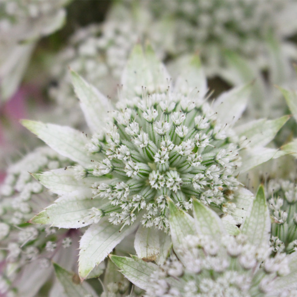 Astrantia - Holland
