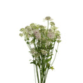 Astrantia - Holland