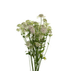 Astrantia - Holland