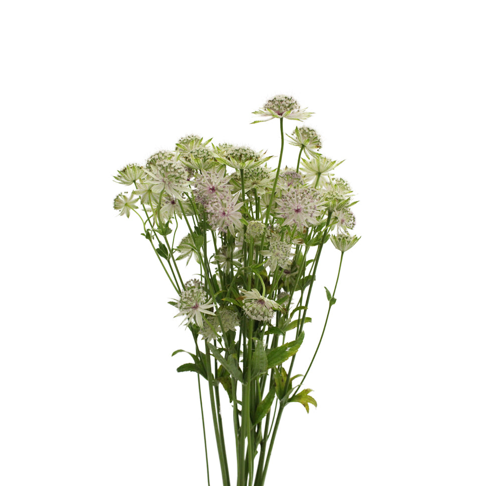 Astrantia - Holland