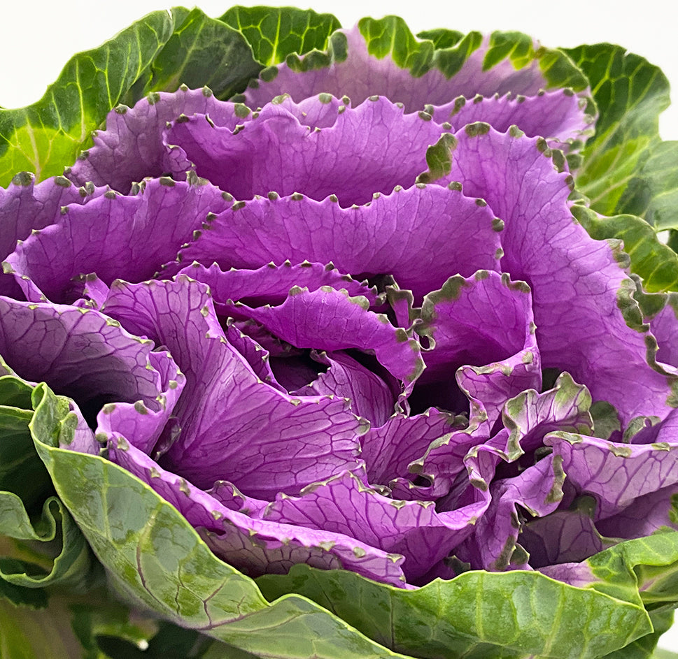 Brassica - China