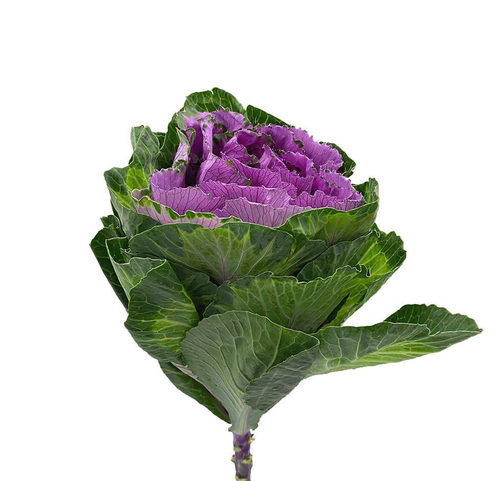 Brassica - China