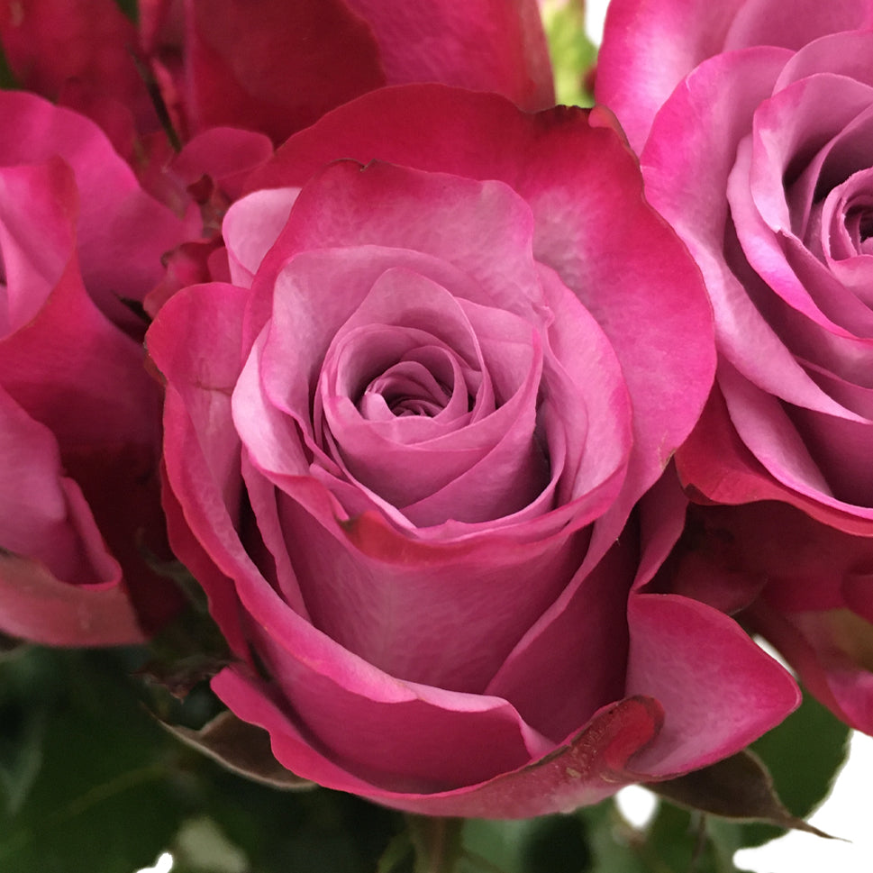 Rose Kenya | Fresh Flowers Far East Flora Market Rose Kenya | Fresh Flowers Far East Flora Market