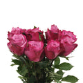 Rose Colour 70CM - Kenya