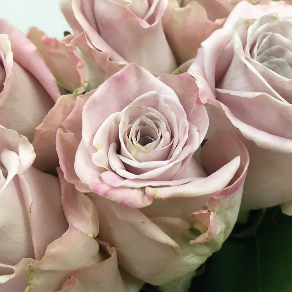 Rose - Kenya