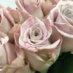 Rose - Kenya