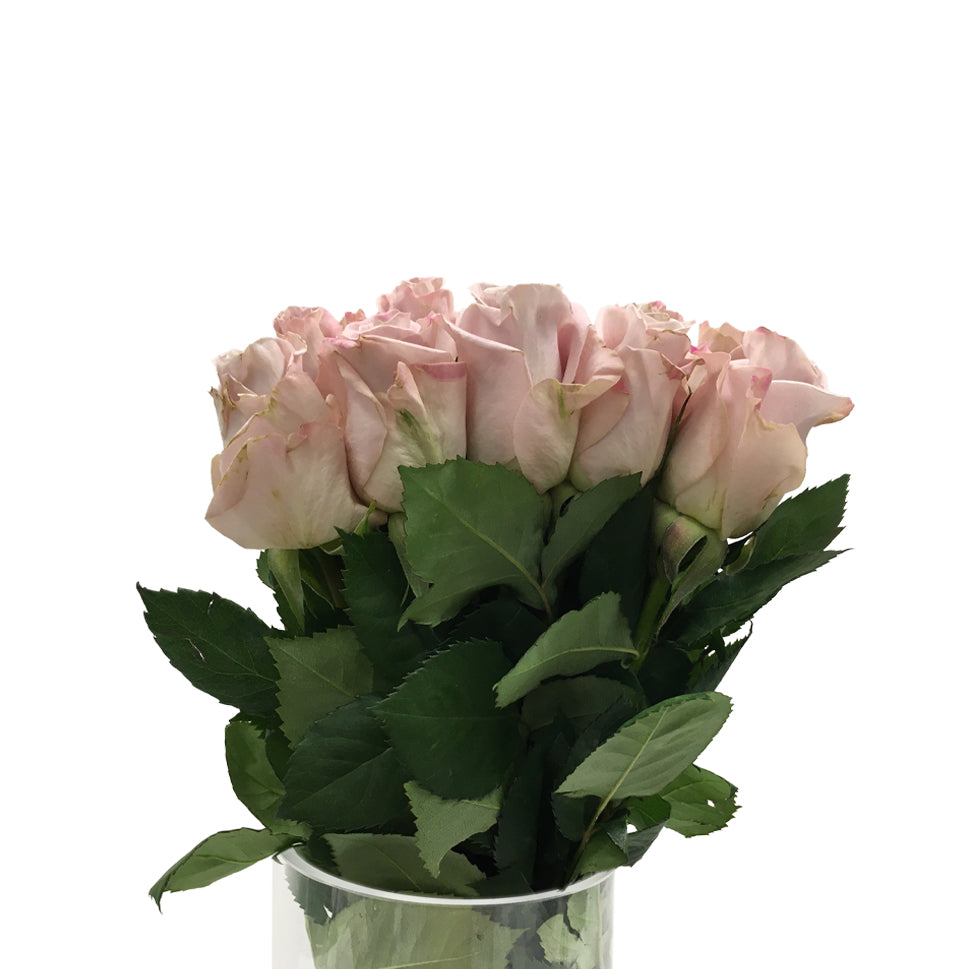 Rose - Kenya