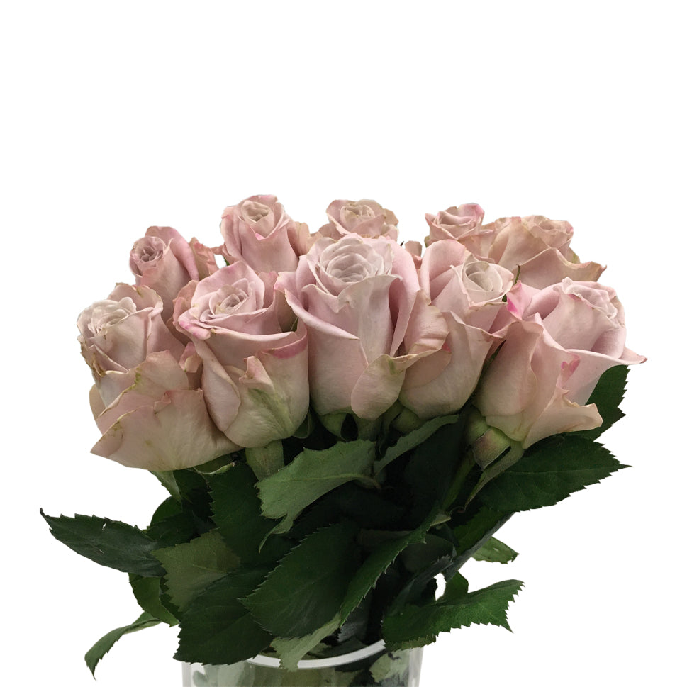 Rose - Kenya