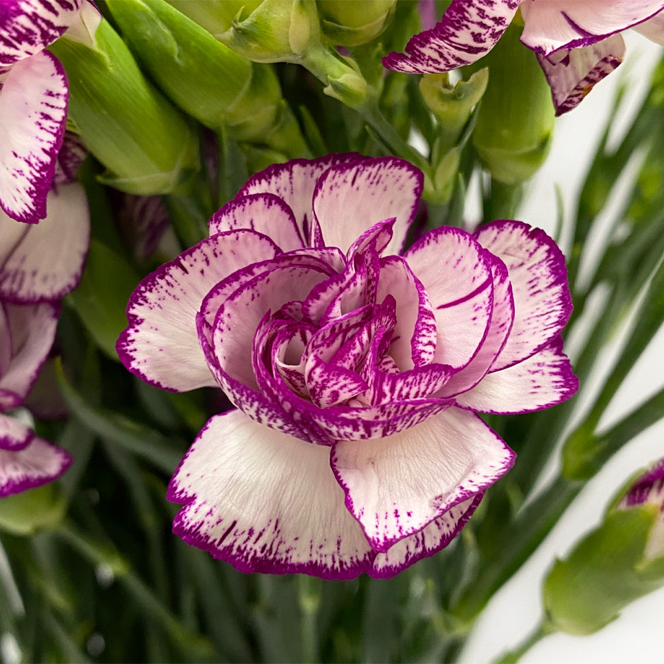 Carnation Spray Two Tone - China
