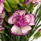 Carnation Spray Two Tone - China