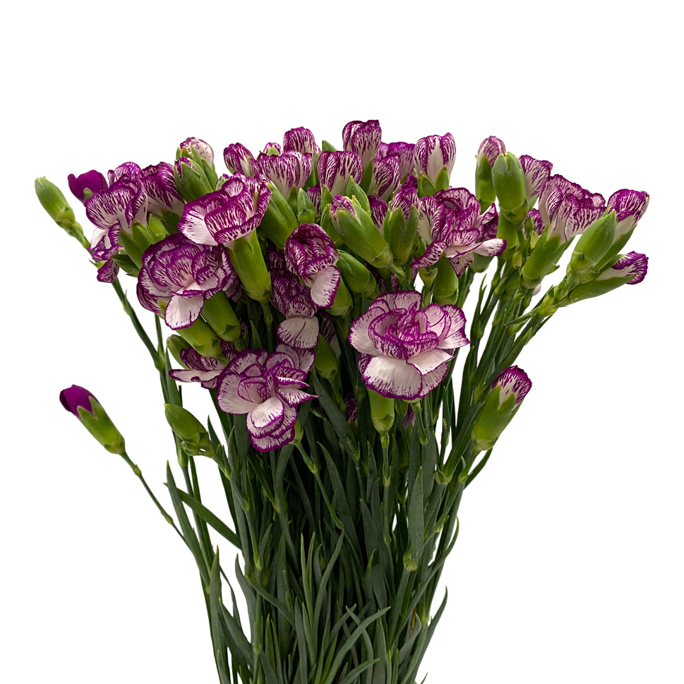 Carnation Spray Two Tone - China
