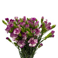 Carnation Spray Two Tone - China