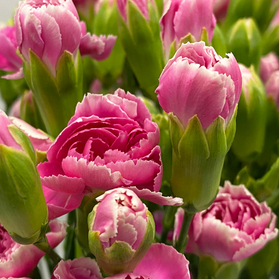 Carnation Spray Two Tone - China
