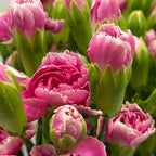 Carnation Spray Two Tone - China