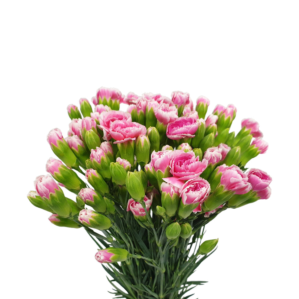 Carnation Spray Two Tone - China