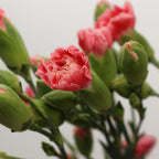 Carnation Spray Two Tone - China