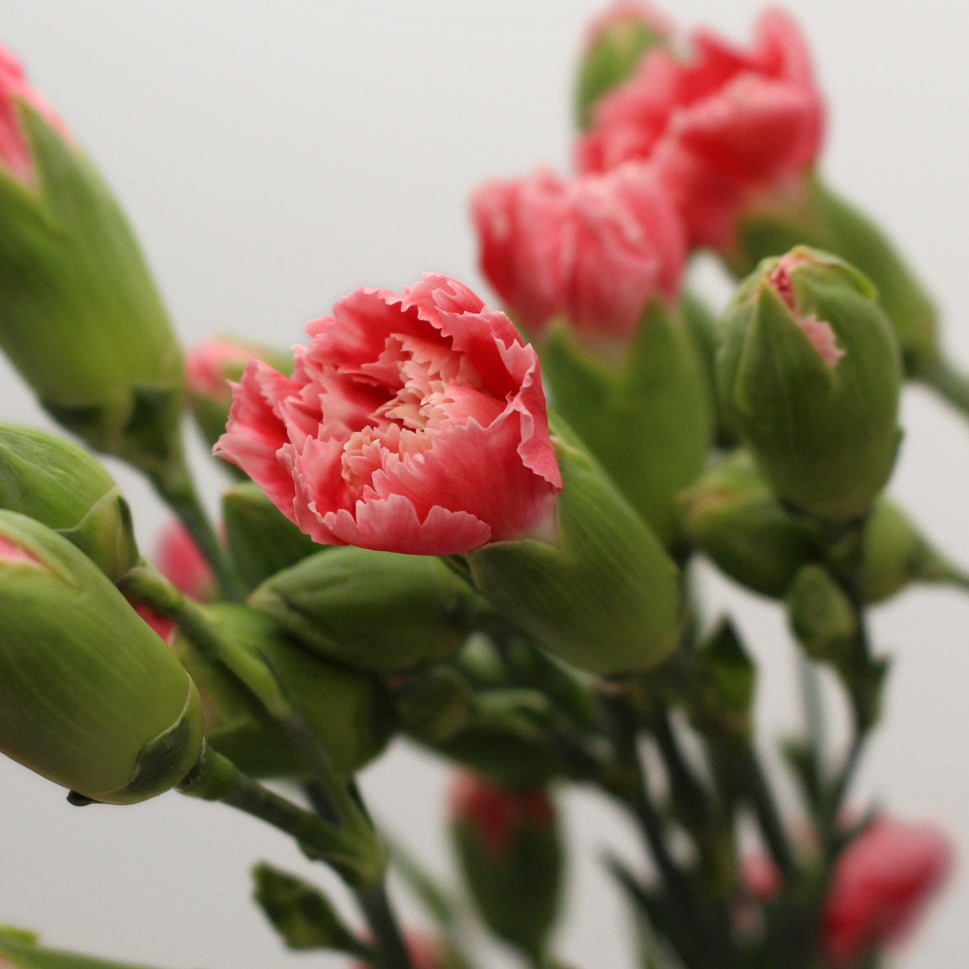 Carnation Spray Two Tone - China