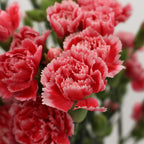 Carnation Spray Two Tone - China