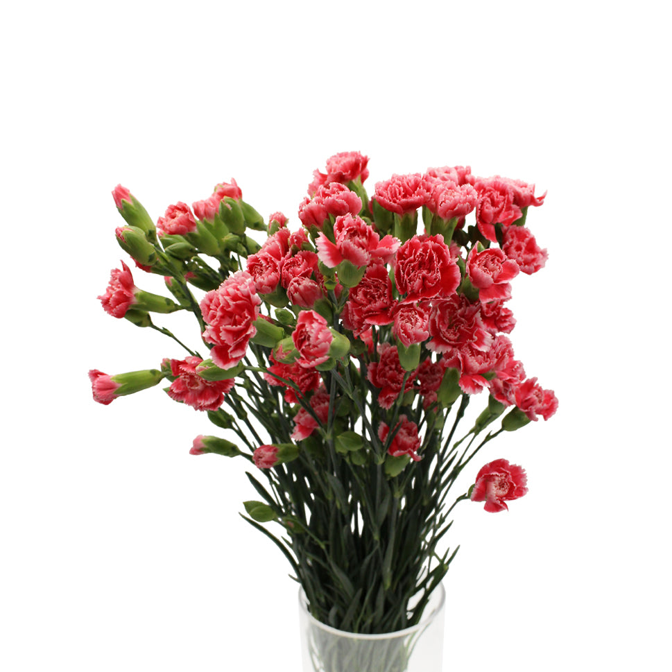 Carnation Spray Two Tone - China