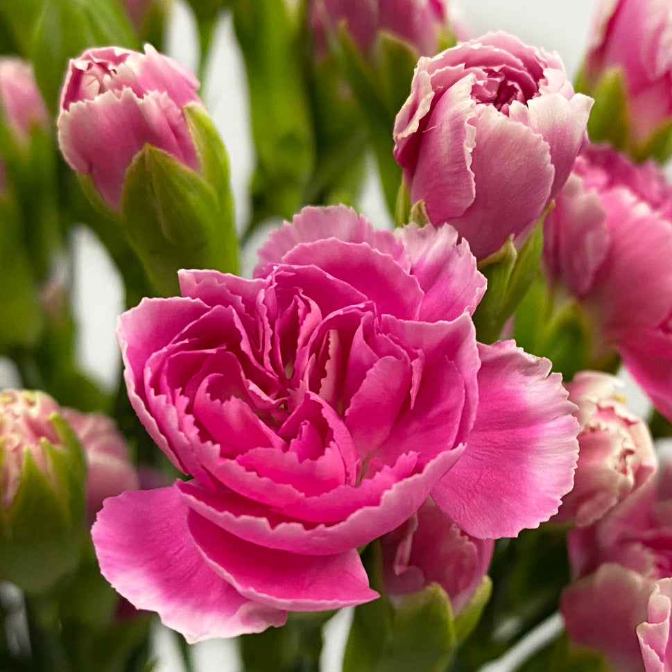 Carnation Spray Two Tone - China