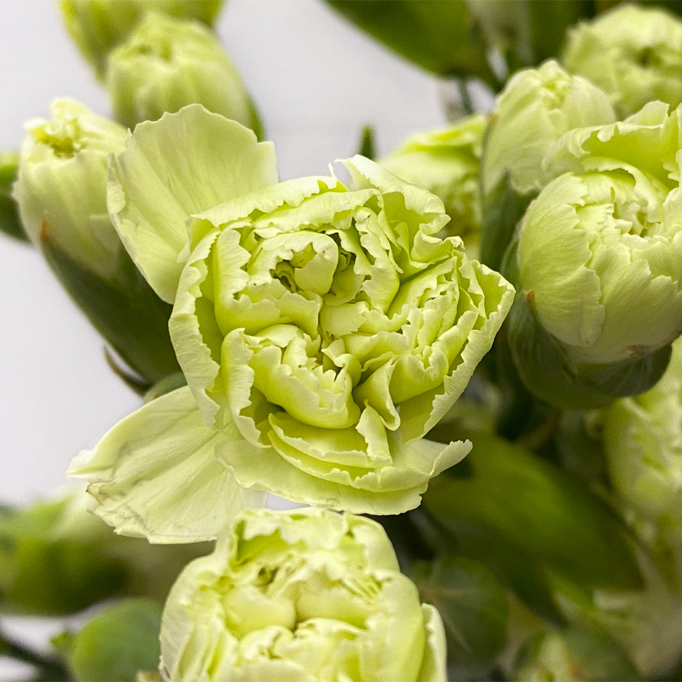 Carnation Spray - China
